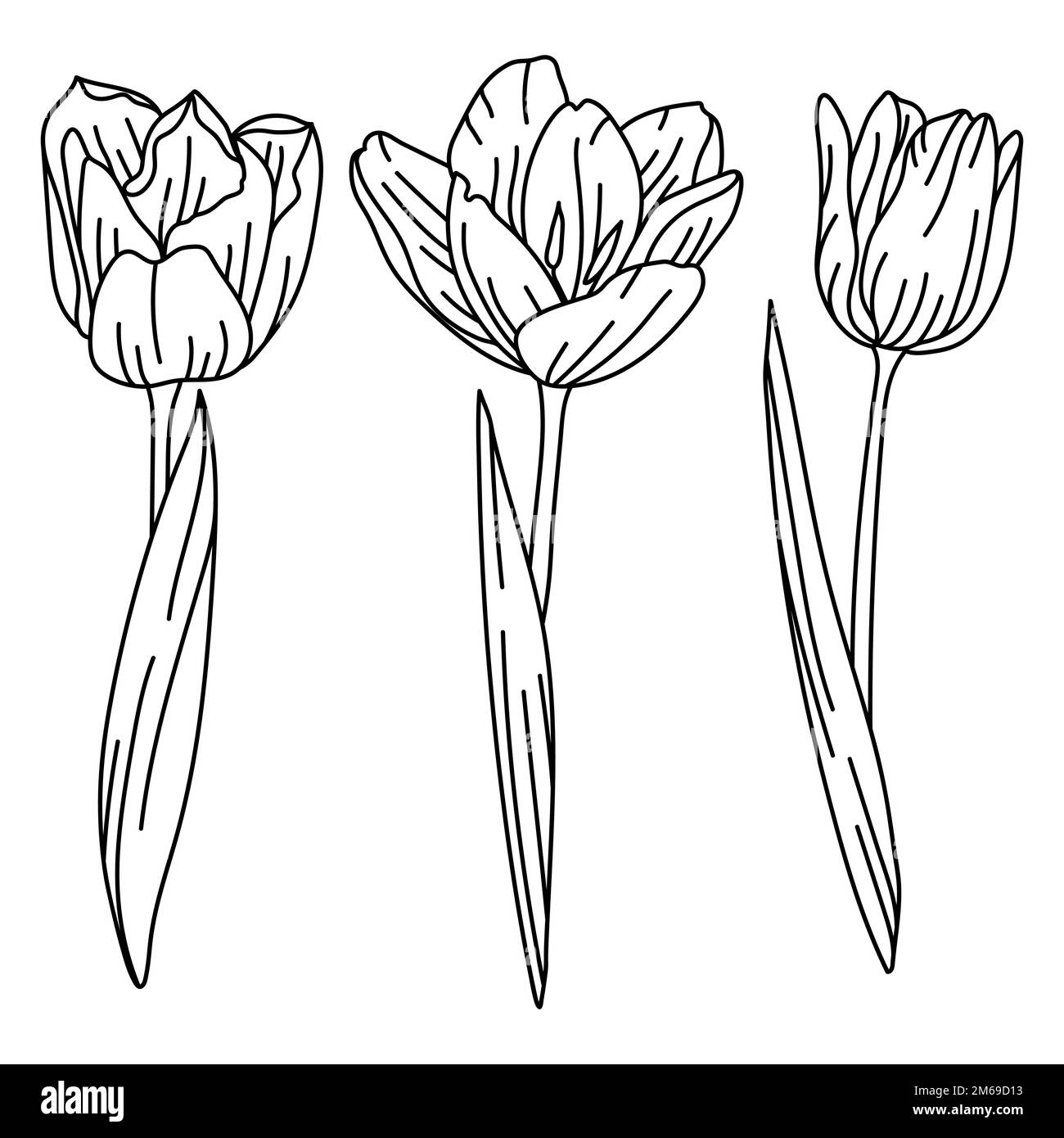 Ensemble de fleurs de tulipe. Belles plantes décoratives. Illustration de Vecteur
