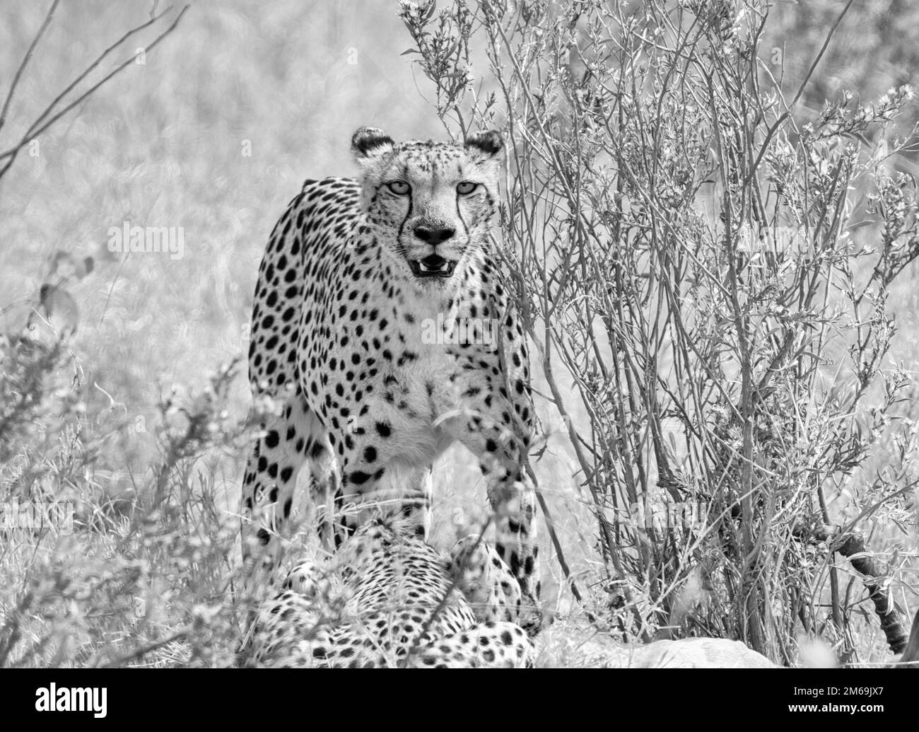 Le guépard est un grand chat originaire d'Afrique et d'Iran central. C'est l'animal terrestre le plus rapide, estimé capable de courir entre 80 et 128 km/h. Le Banque D'Images