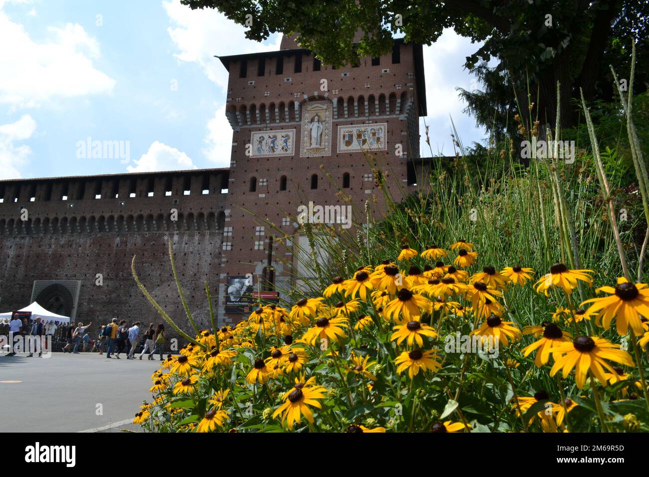 Vue sur l'entrée principale du château de Sforza à Milan - la tour de la Filarete. Belle Susan à yeux noirs ou fleurs jaunes Rudbeckia hirta en face. Banque D'Images