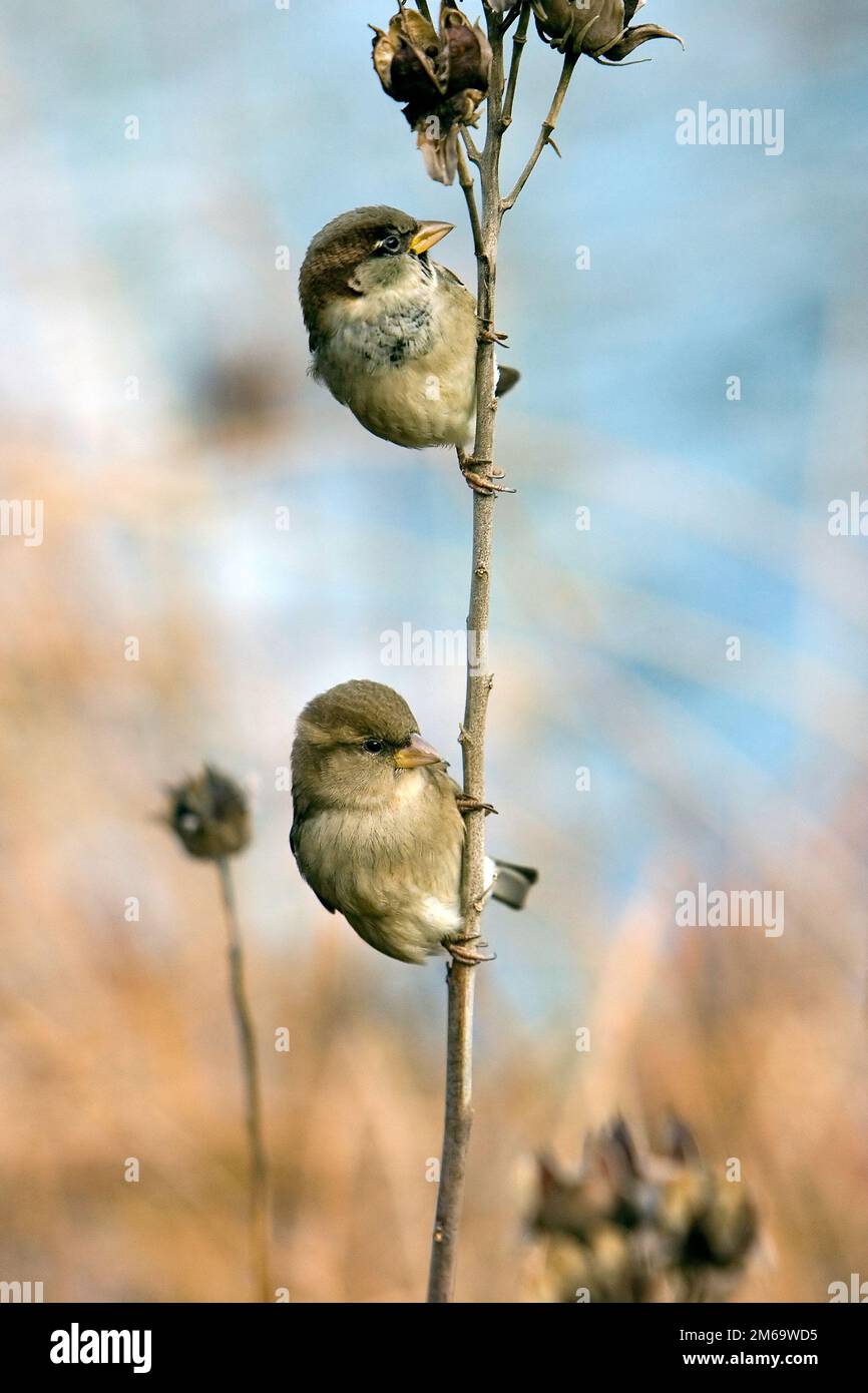 Deux Sparrows Banque D'Images