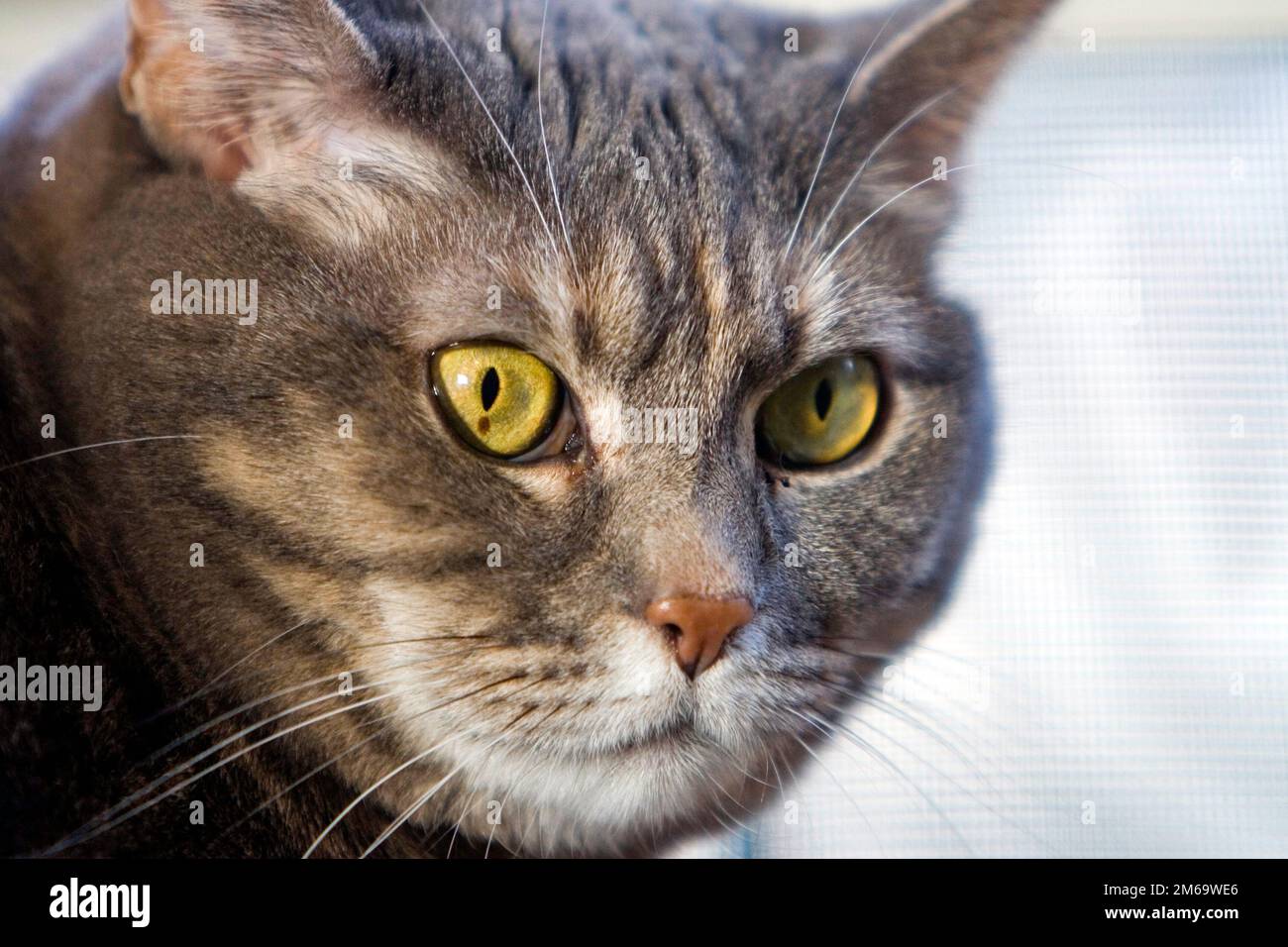 L'œil vert du chat Banque D'Images