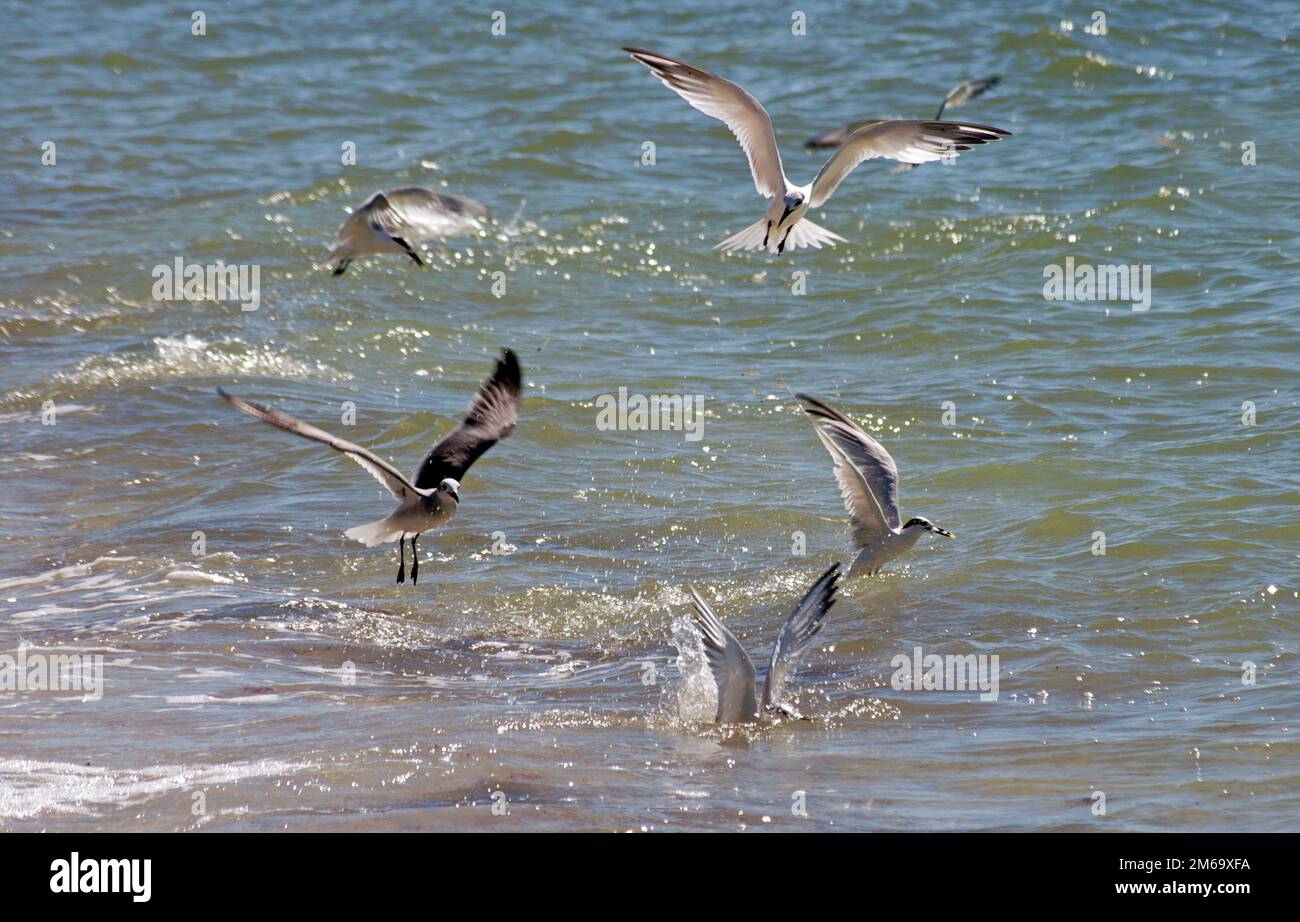 Oiseaux de pêche Banque D'Images