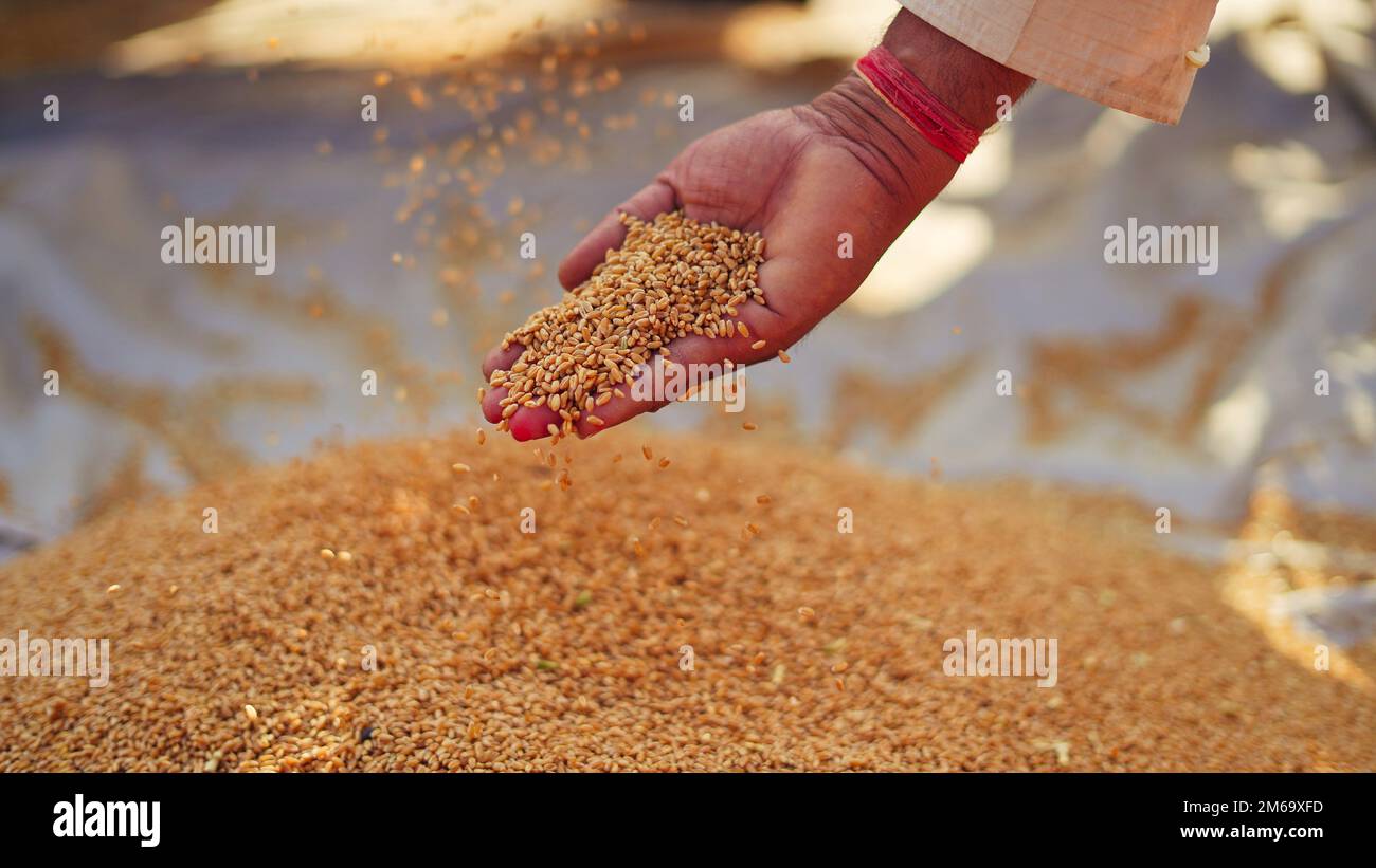 Grains de blé dans une main après une bonne récolte de fermier réussi. Gros plan des mains de fermiers versant et tamisant des grains de blé sur le sol. agriculture conce Banque D'Images