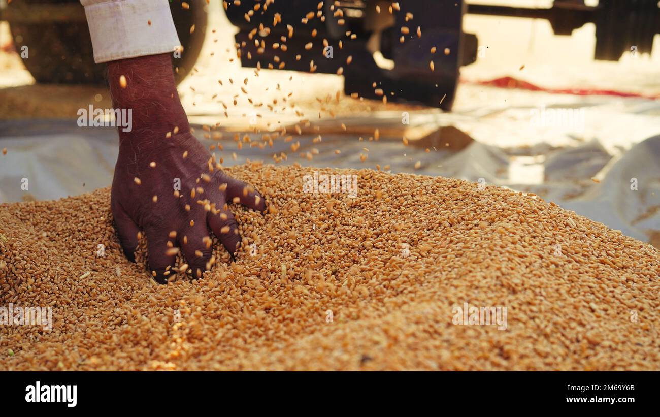 Les semences de blé fraîchement récoltées tombent de la machine du tracteur sur le sol. Tas de grains de blé gros plan dans le champ. Agriculture indienne, récolte concep Banque D'Images