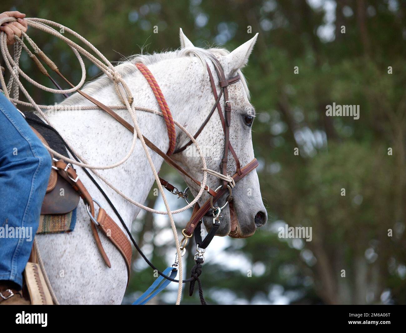 Poney de cow-boy Banque D'Images