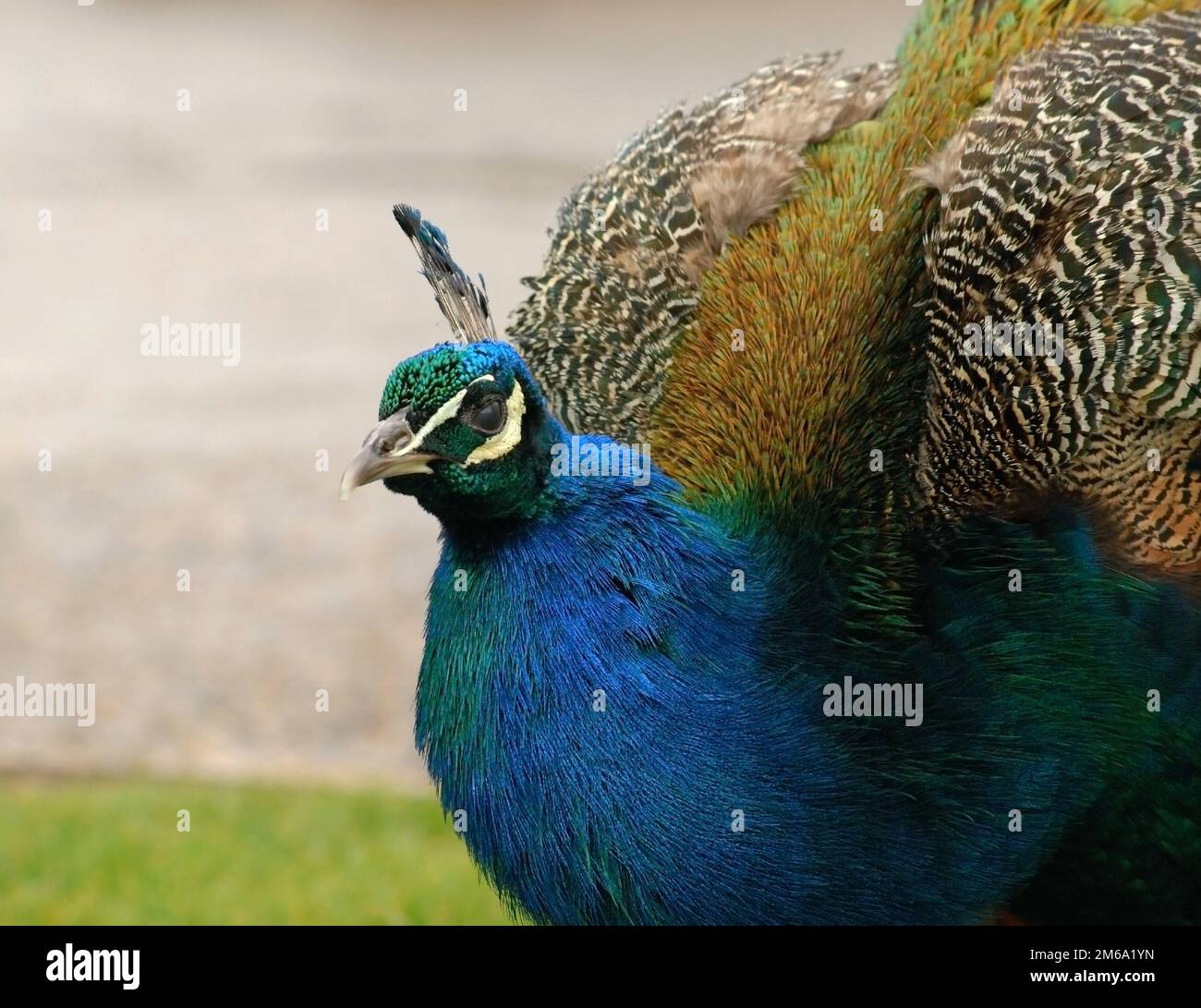 Vue rapprochée en bleu et vert avec paon coloré Banque D'Images