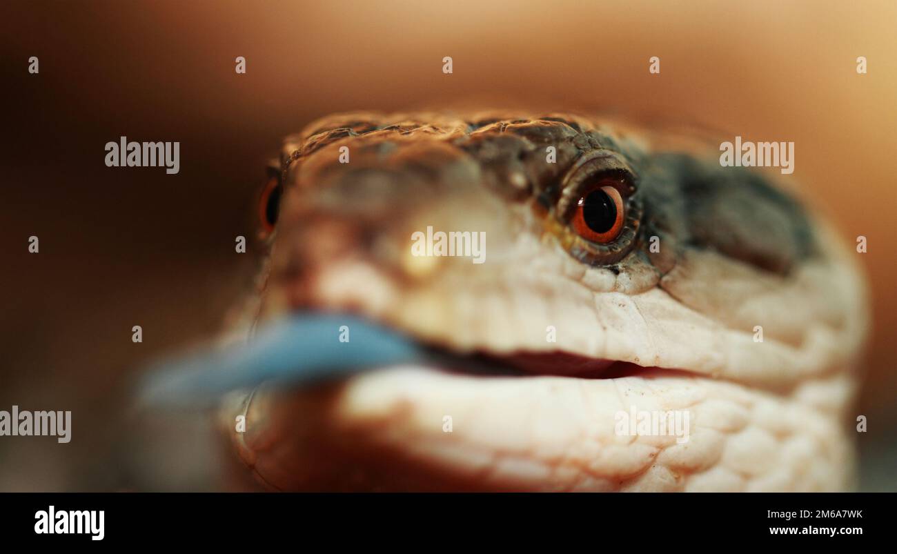 Scinque tondée bleue Banque D'Images