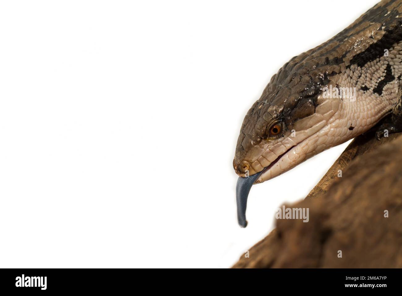 Scinque tondée bleue sur fond blanc (Tiliqua scincoides scincoides) Banque D'Images