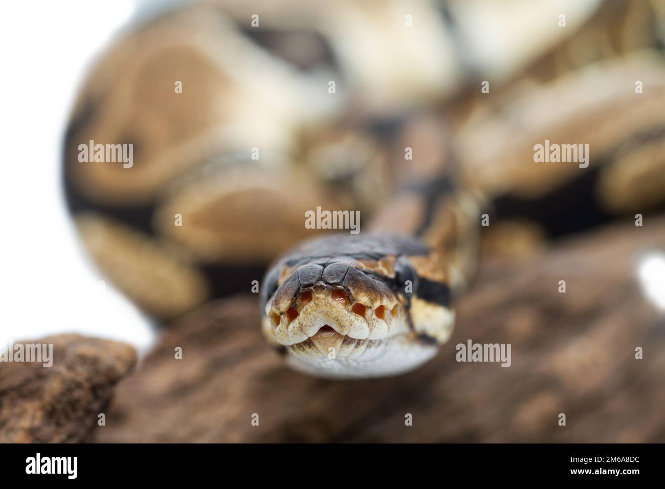 Ball Python close up (Python regius) Banque D'Images
