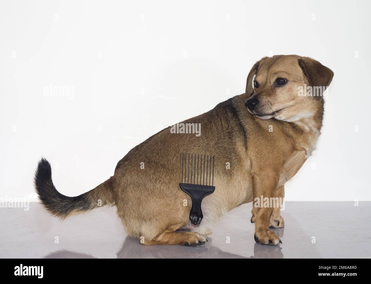 Dachshund heureux Banque D'Images