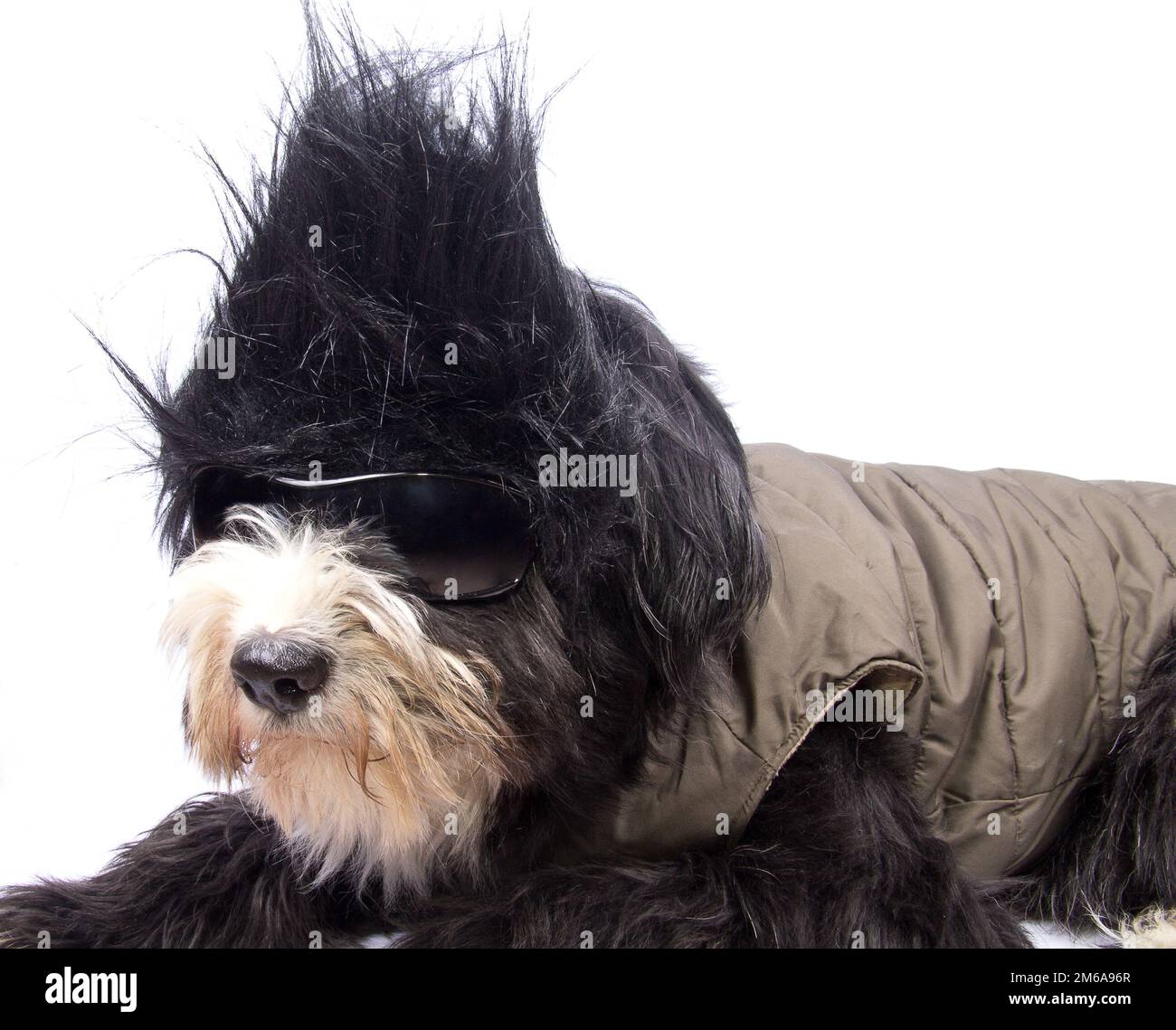 Chien à cheveux droit Banque D'Images