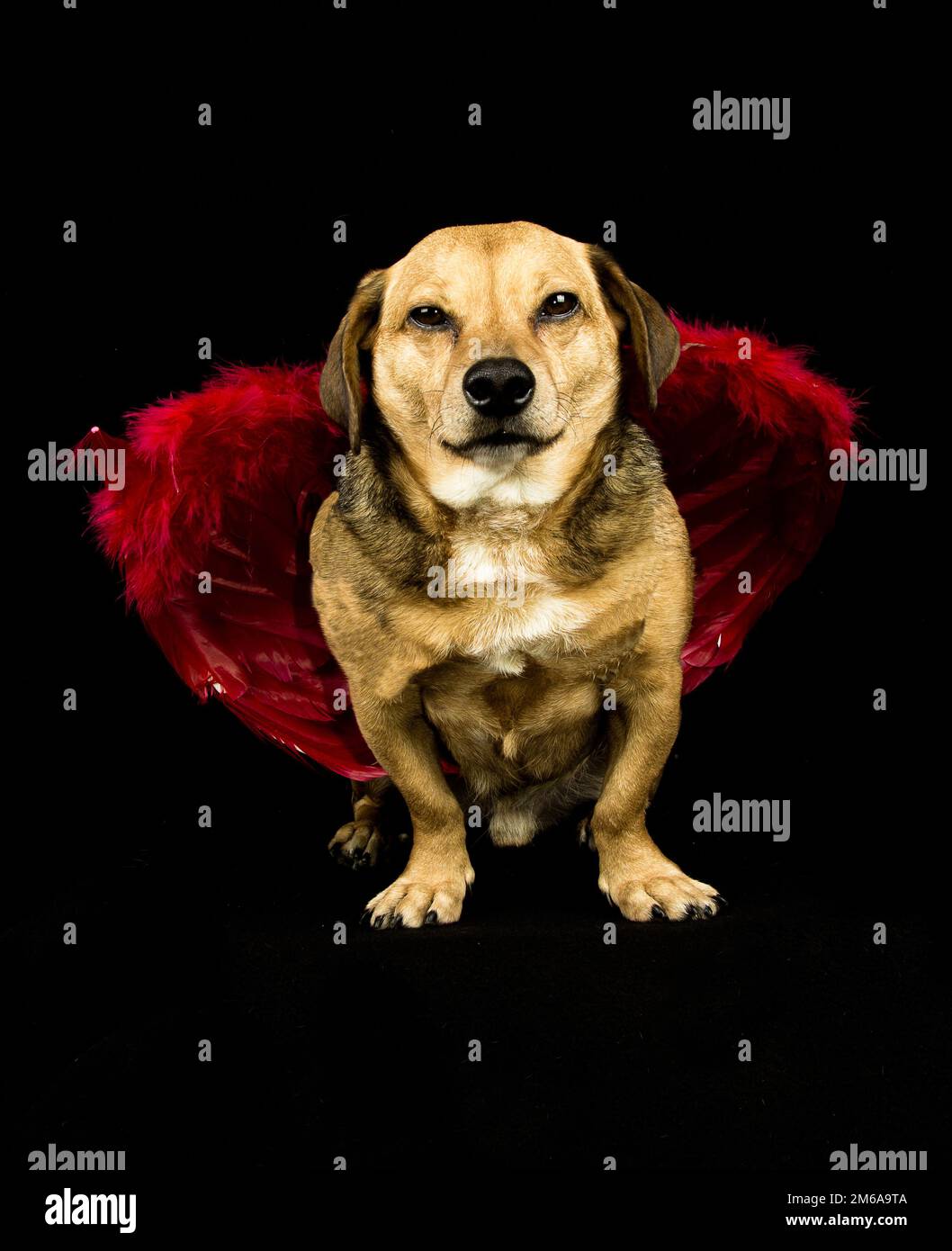 Chien ange Banque de photographies et d’images à haute résolution Alamy