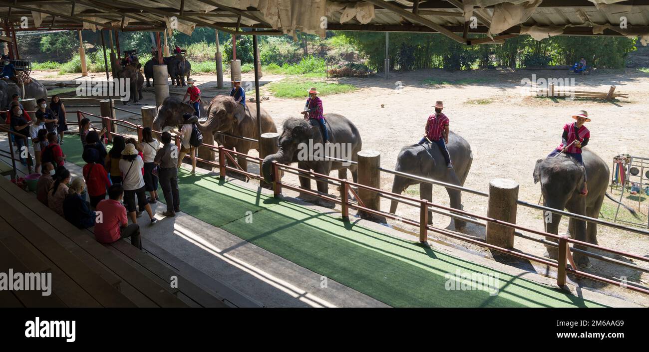 Chiang Mai, Thaïlande. 13 novembre 2022: Spectacle d'éléphants au camp d'éléphants de Mae sa.Nord de la Thaïlande point de visite important Chiang Mai Banque D'Images