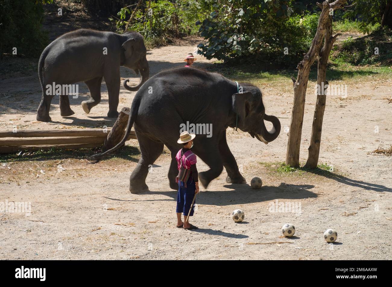 Chiang Mai, Thaïlande. 13 novembre 2022: Spectacle d'éléphants au camp d'éléphants de Mae sa. Éléphants jouant au football. Banque D'Images