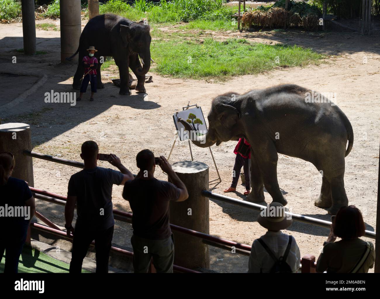 Chiang Mai, Thaïlande. 13 novembre 2022: Exposition d'éléphants au camp d'éléphants de Mae sa.peinture d'éléphants. Nord de la Thaïlande Banque D'Images