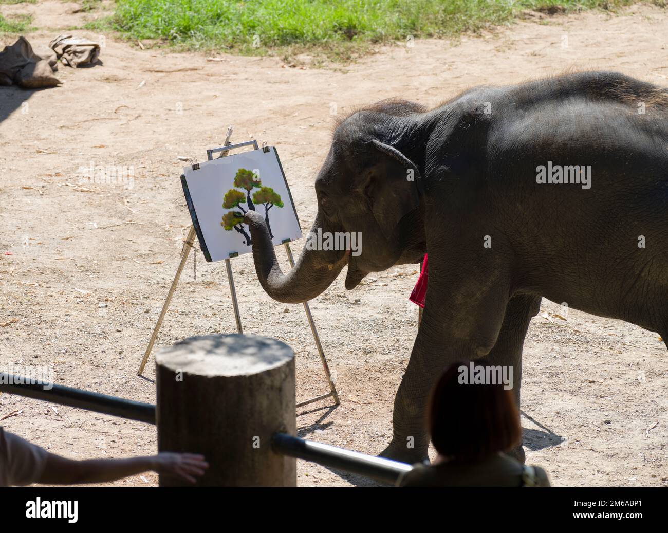 Chiang Mai, Thaïlande. 13 novembre 2022: Exposition d'éléphants au camp d'éléphants de Mae sa.peinture d'éléphants. Nord de la Thaïlande Banque D'Images