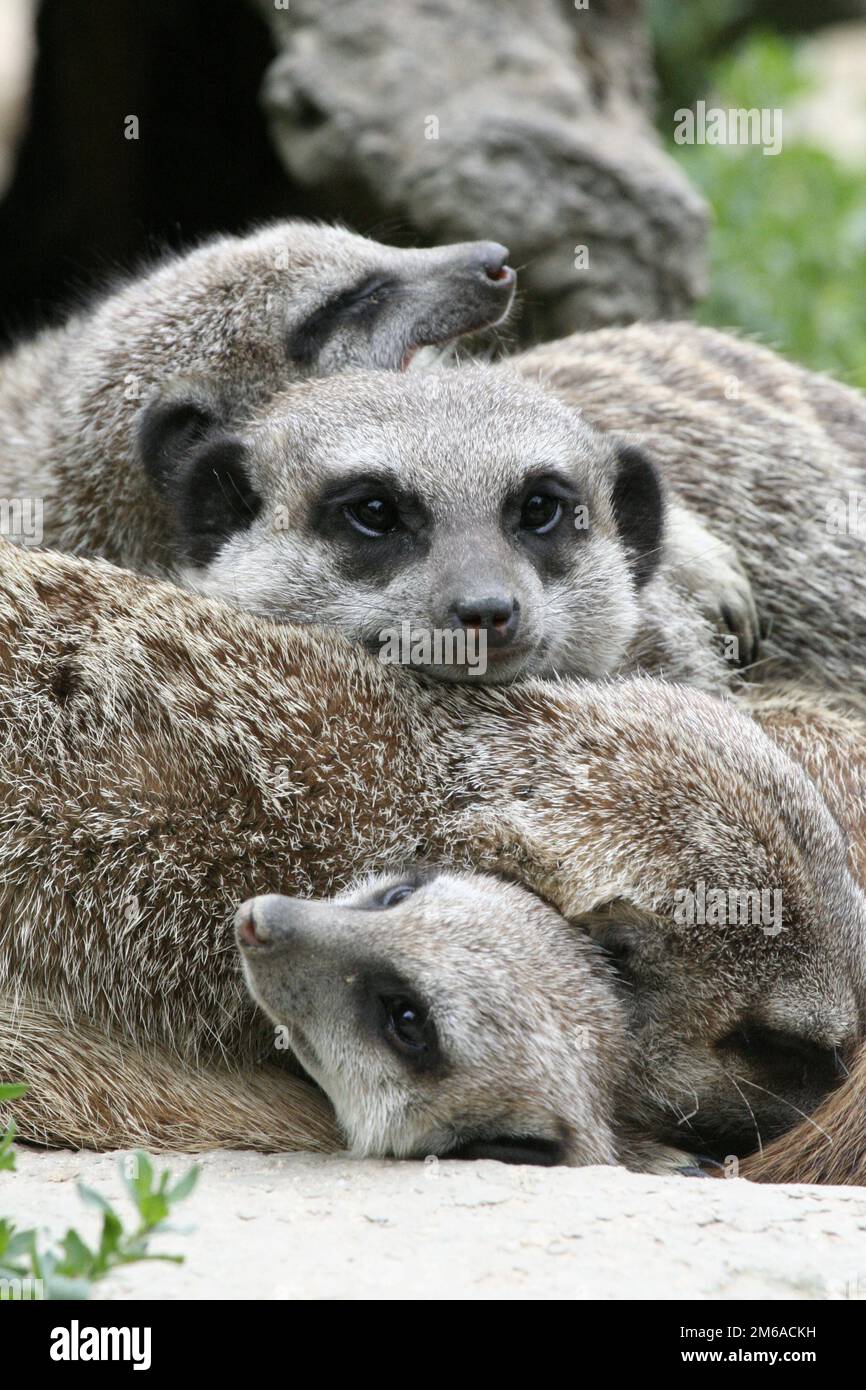 Meerkat 057 Banque D'Images