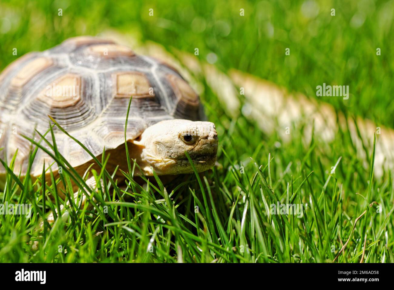 Tortue sillonnée (Geochelone sulcata) dans le jardin Banque D'Images