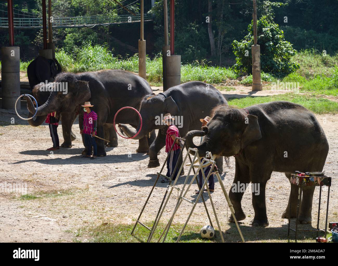 Chiang Mai, Thaïlande. 13 novembre 2022: Spectacle d'éléphants au camp d'éléphants de Mae sa.Nord de la Thaïlande point de visite important Chiang Mai Banque D'Images Chiang Mai, Thaïlande. 13 novembre 2022: Spectacle d'éléphants au camp d'éléphants de Mae sa.Nord de la Thaïlande point de visite important Chiang Mai Banque D'Images