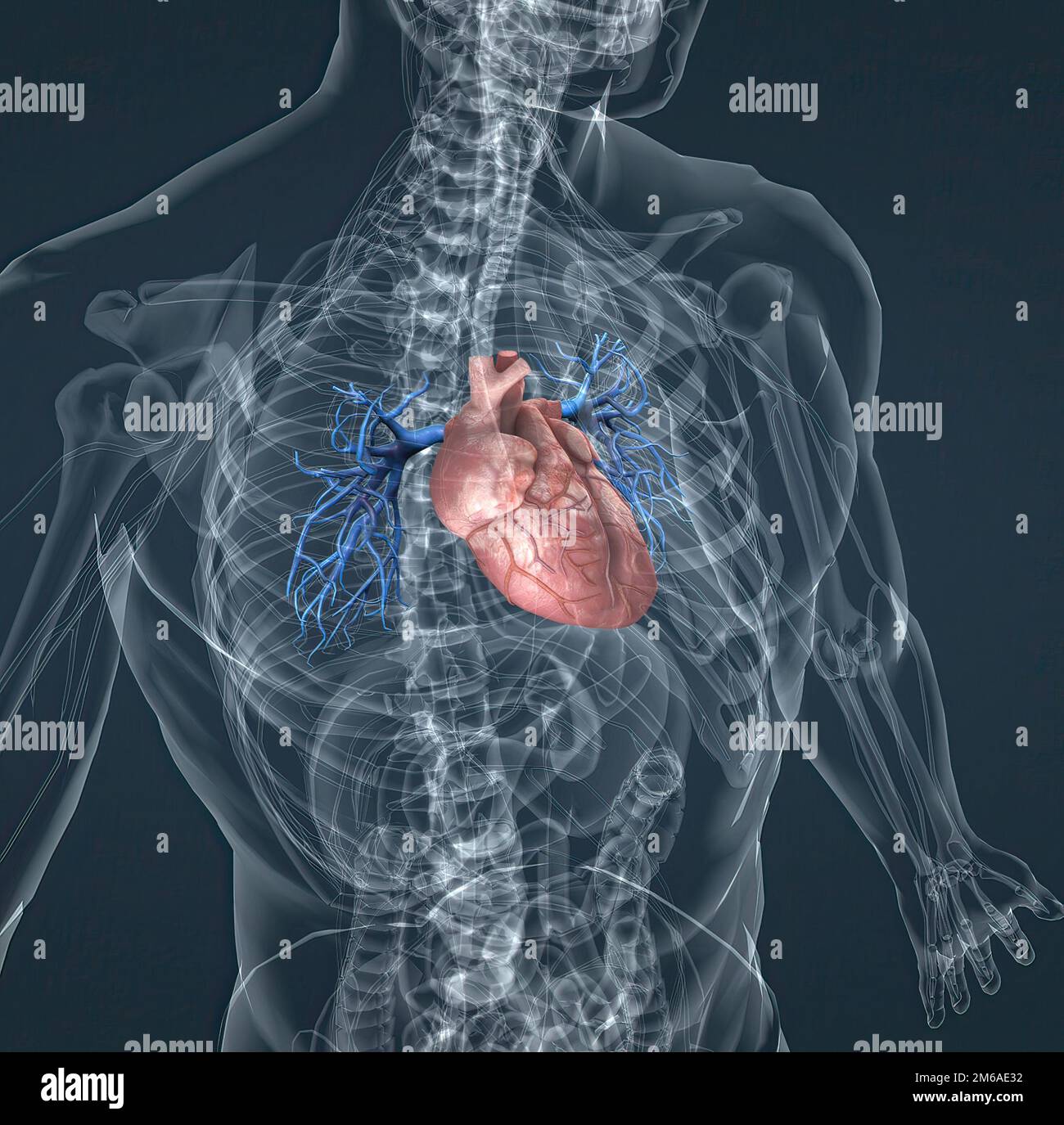 Les vaisseaux sanguins de la circulation pulmonaire sont les artères