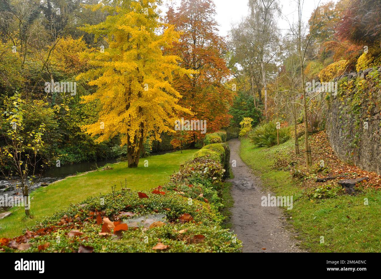 Le sentier bien entretenu à côté du ruisseau Mells avec les couleurs brillantes des arbres d'automne dans la vallée vers les Mells dans Somerset.England Banque D'Images