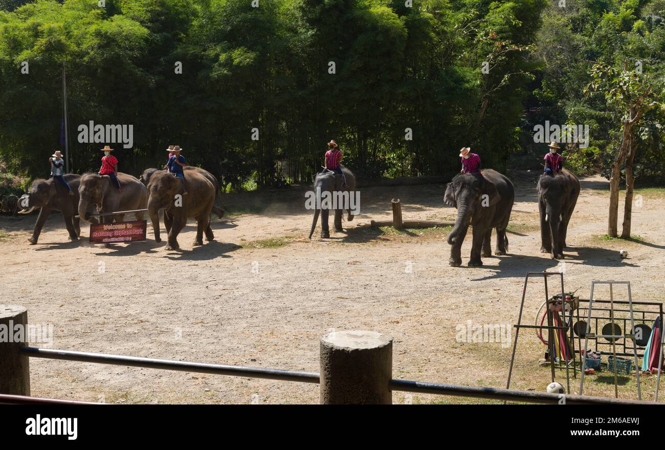 Chiang Mai, Thaïlande. 13 novembre 2022: Spectacle d'éléphants au camp d'éléphants de Mae sa.Nord de la Thaïlande point de visite important Chiang Mai Banque D'Images Chiang Mai, Thaïlande. 13 novembre 2022: Spectacle d'éléphants au camp d'éléphants de Mae sa.Nord de la Thaïlande point de visite important Chiang Mai Banque D'Images