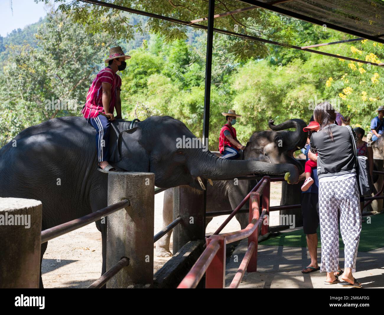 Chiang Mai, Thaïlande. 13 novembre 2022: Spectacle d'éléphants au camp d'éléphants de Mae sa.Nord de la Thaïlande point de visite important Chiang Mai Banque D'Images Chiang Mai, Thaïlande. 13 novembre 2022: Spectacle d'éléphants au camp d'éléphants de Mae sa.Nord de la Thaïlande point de visite important Chiang Mai Banque D'Images