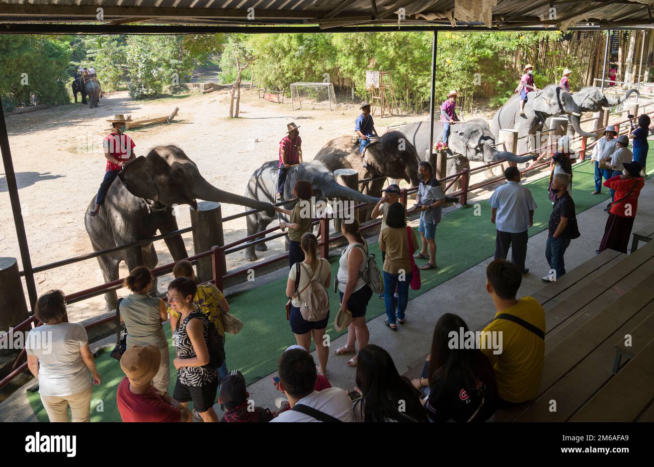 Chiang Mai, Thaïlande. 13 novembre 2022: Spectacle d'éléphants au camp d'éléphants de Mae sa.Nord de la Thaïlande point de visite important Chiang Mai Banque D'Images Chiang Mai, Thaïlande. 13 novembre 2022: Spectacle d'éléphants au camp d'éléphants de Mae sa.Nord de la Thaïlande point de visite important Chiang Mai Banque D'Images