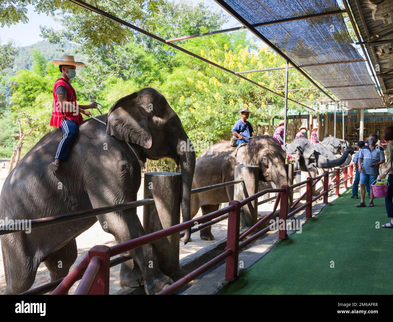 Chiang Mai, Thaïlande. 13 novembre 2022: Spectacle d'éléphants au camp d'éléphants de Mae sa.Nord de la Thaïlande point de visite important Chiang Mai Banque D'Images