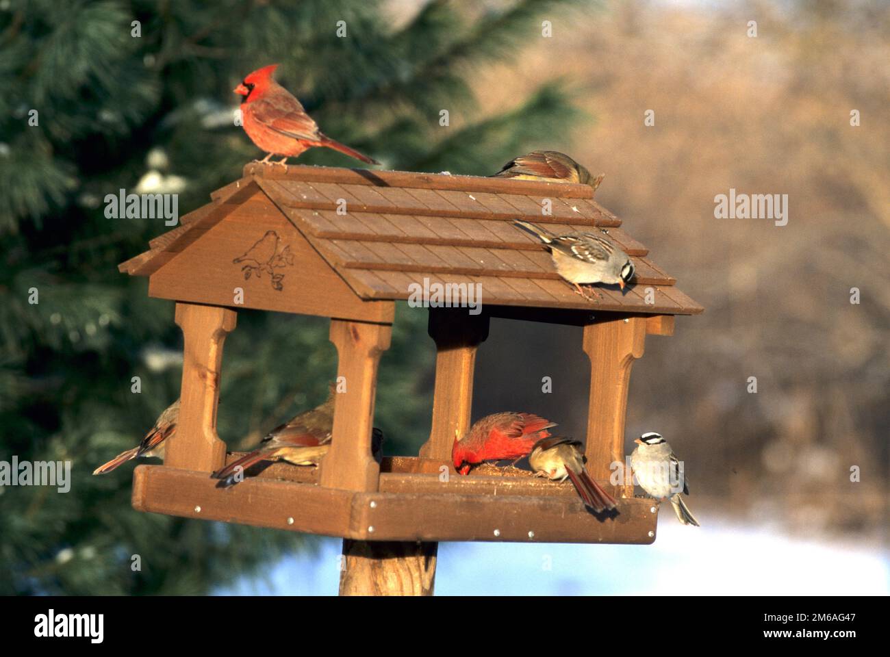 00585-00601 Cardinals du Nord (Cardinalis cardinalis) et Bruant à couronne blanche au convoyeur en hiver Marion Co. IL Banque D'Images