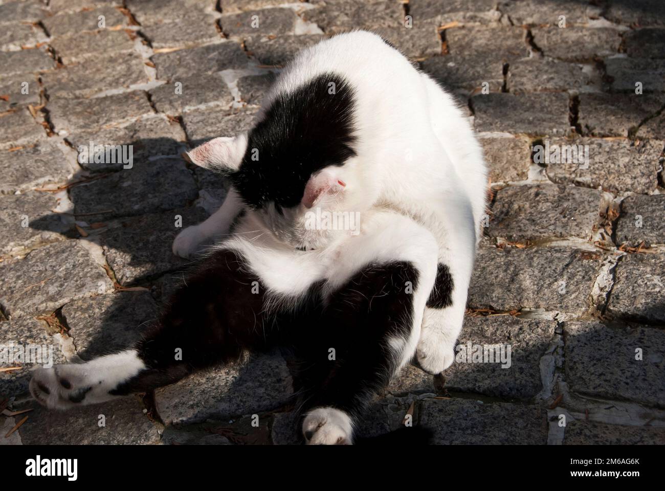 Chat noir et blanc dans une drôle de pose de chaussée Banque D'Images