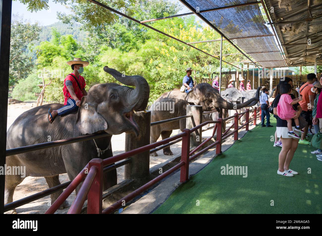 Chiang Mai, Thaïlande. 13 novembre 2022: Spectacle d'éléphants au camp d'éléphants de Mae sa.Nord de la Thaïlande point de visite important Chiang Mai Banque D'Images