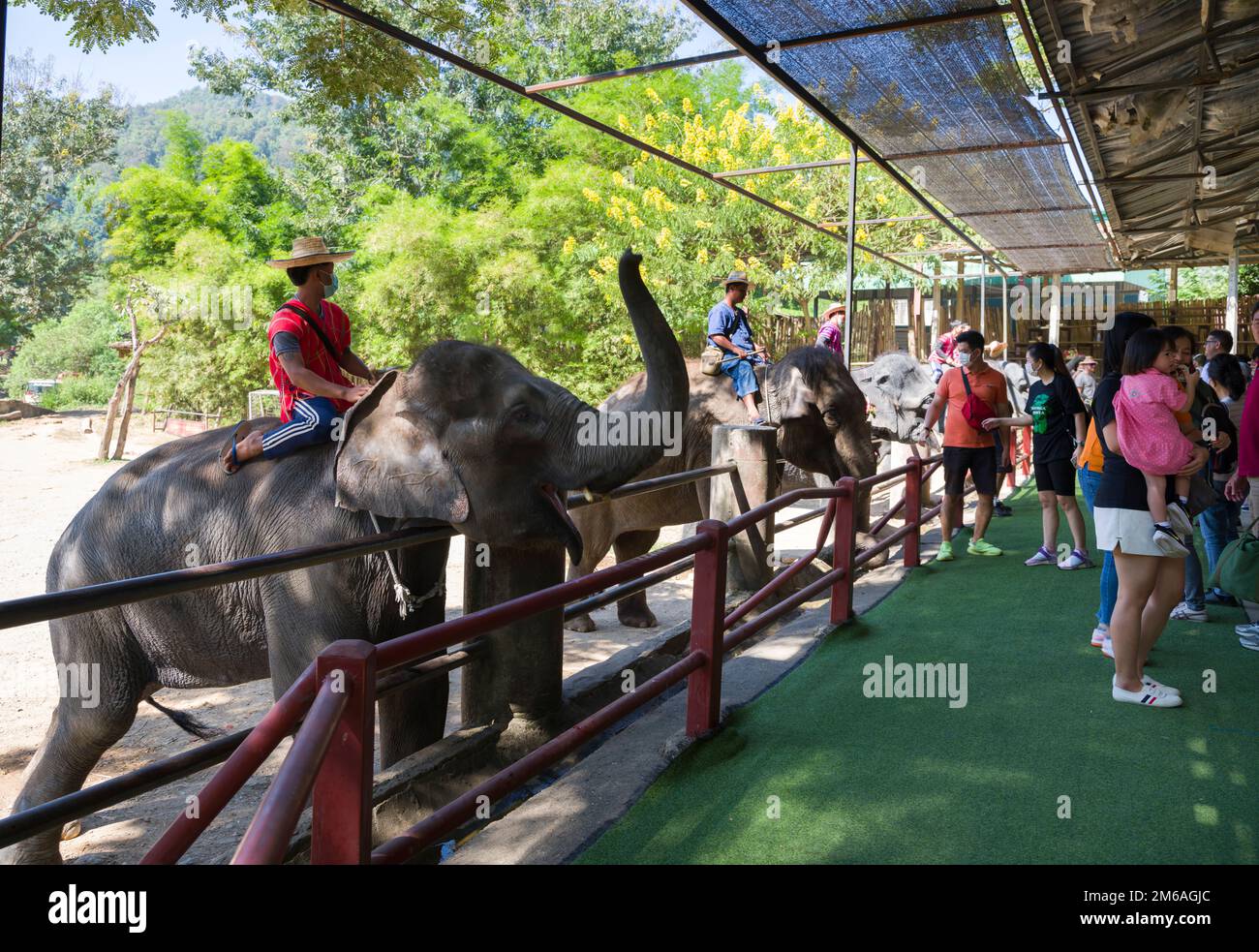 Chiang Mai, Thaïlande. 13 novembre 2022: Spectacle d'éléphants au camp d'éléphants de Mae sa.Nord de la Thaïlande point de visite important Chiang Mai Banque D'Images