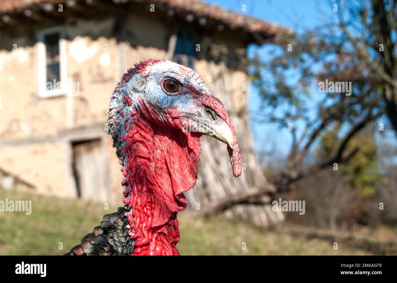 Free range la Turquie tête dans farmya la montagne Banque D'Images