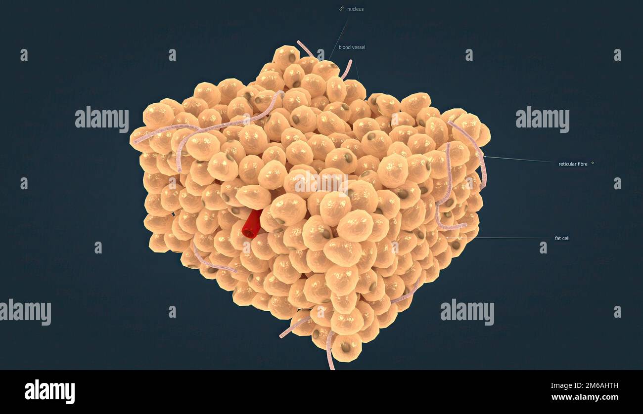 Le tissu adipeux blanc est l'un des deux types de tissu adipeux que l