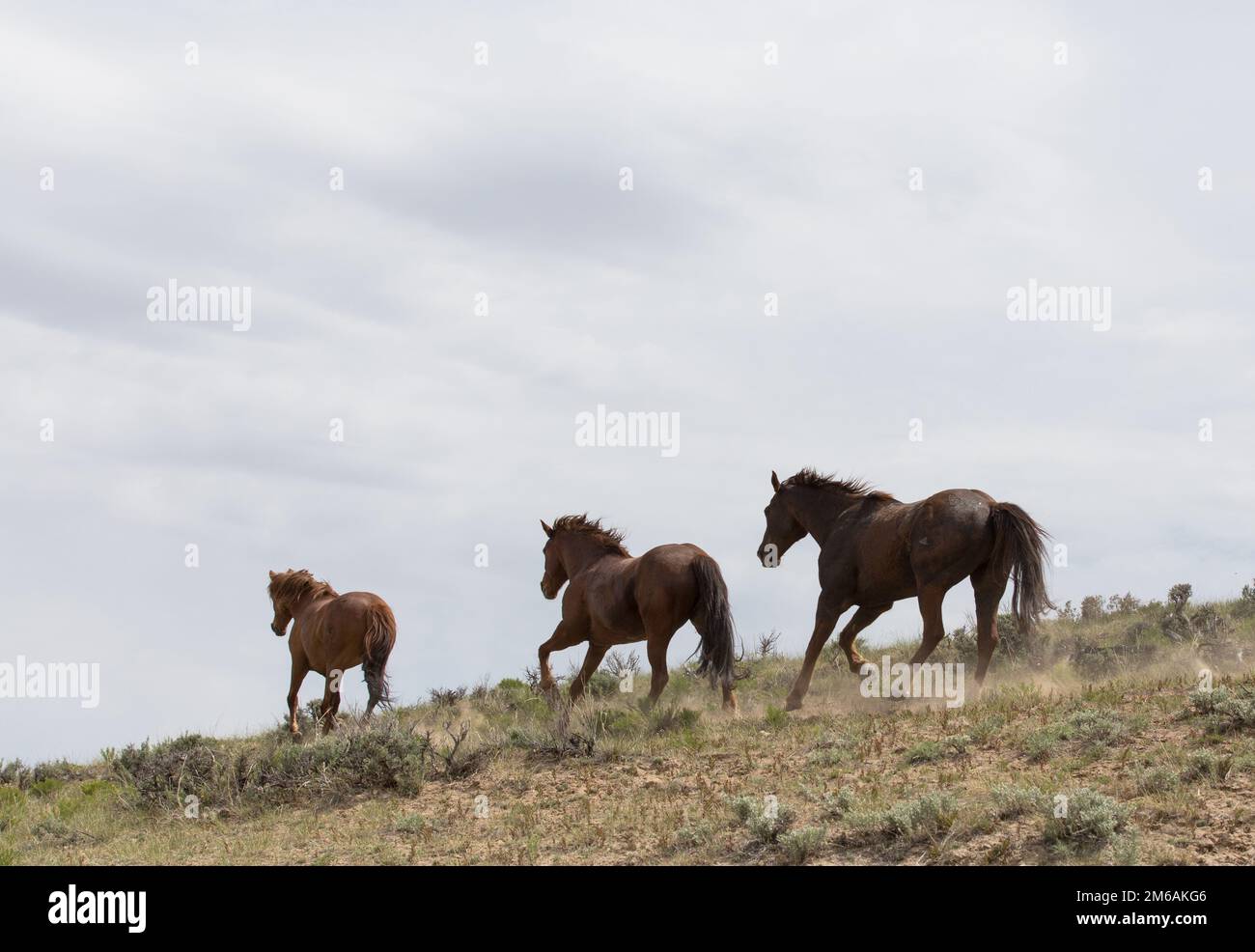 Trois chevaux qui s'exécutent le long de la colline. Banque D'Images