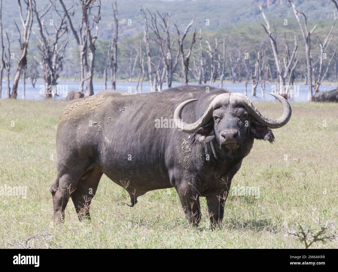 Le buffle de cap monotaureau se trouve à côté du lac. Banque D'Images