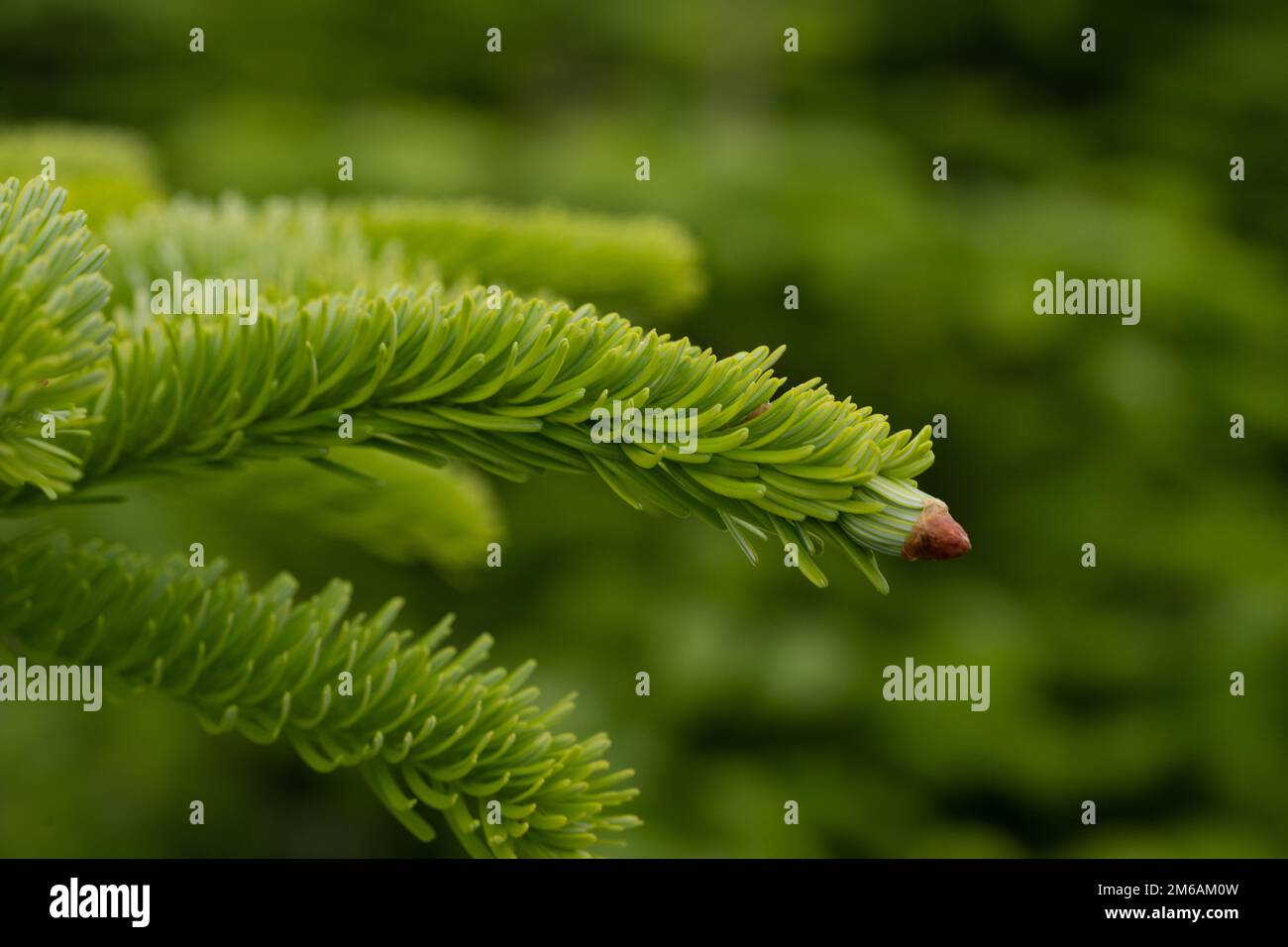 Arbre de noël scandinave Nordmann Fir poussant dans la plantation Banque D'Images