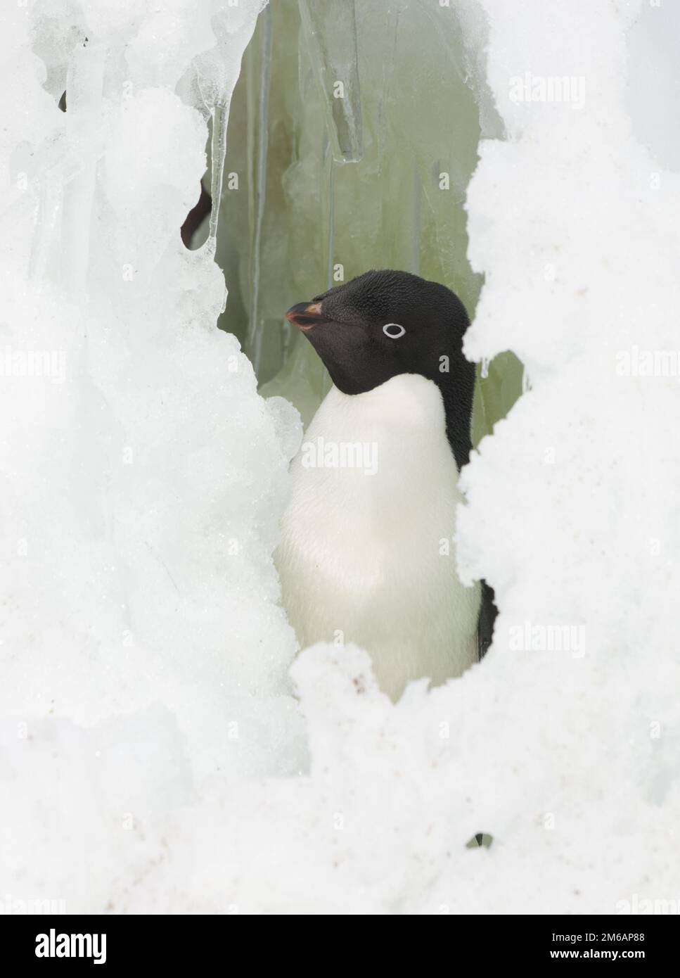 Pingouin d'Adelie qui regarde par la fenêtre de la neige. Banque D'Images