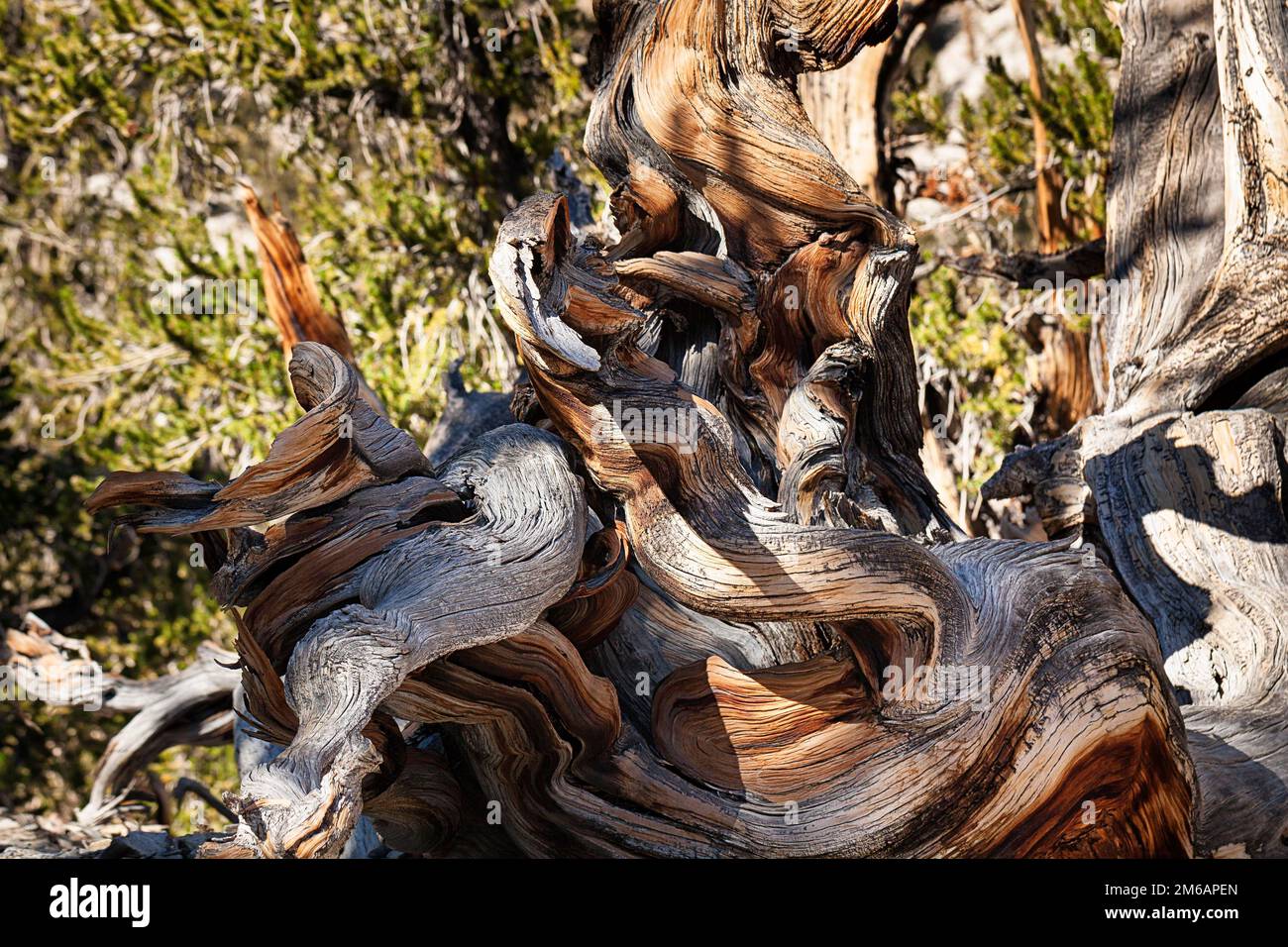 Grand bassin de poils noueux pin de lecone (Pinus longaeva), bois antique, abîmé, structures colorées, zone protégée de la forêt ancienne de pins de Bristlecone Banque D'Images