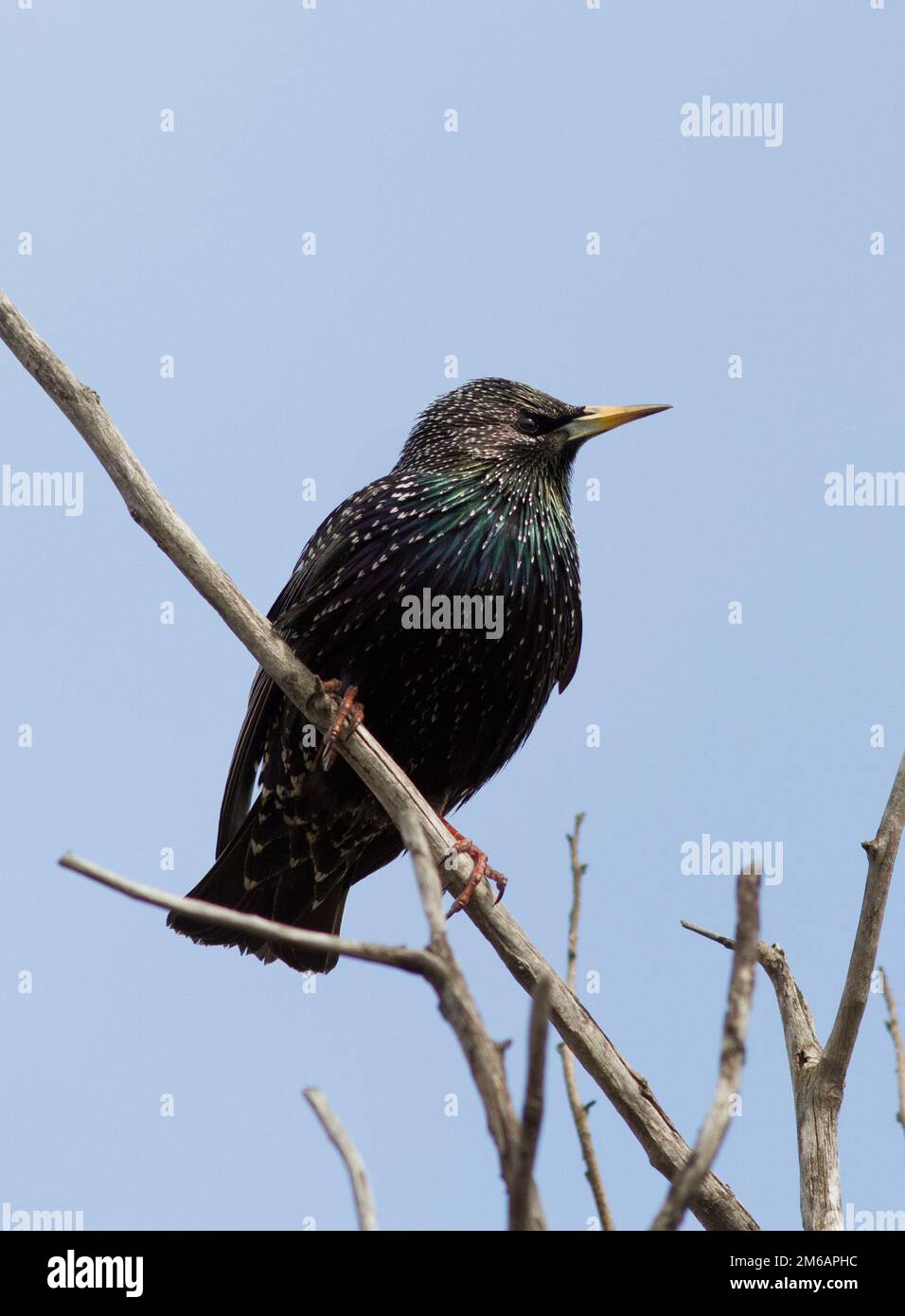 Starling assis sur une branche morte. Banque D'Images