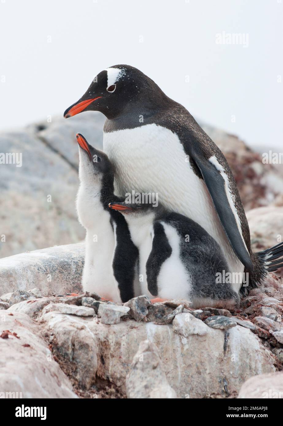 Famille des pingouins de Gentoo (Pygoscelis papouasie). Banque D'Images