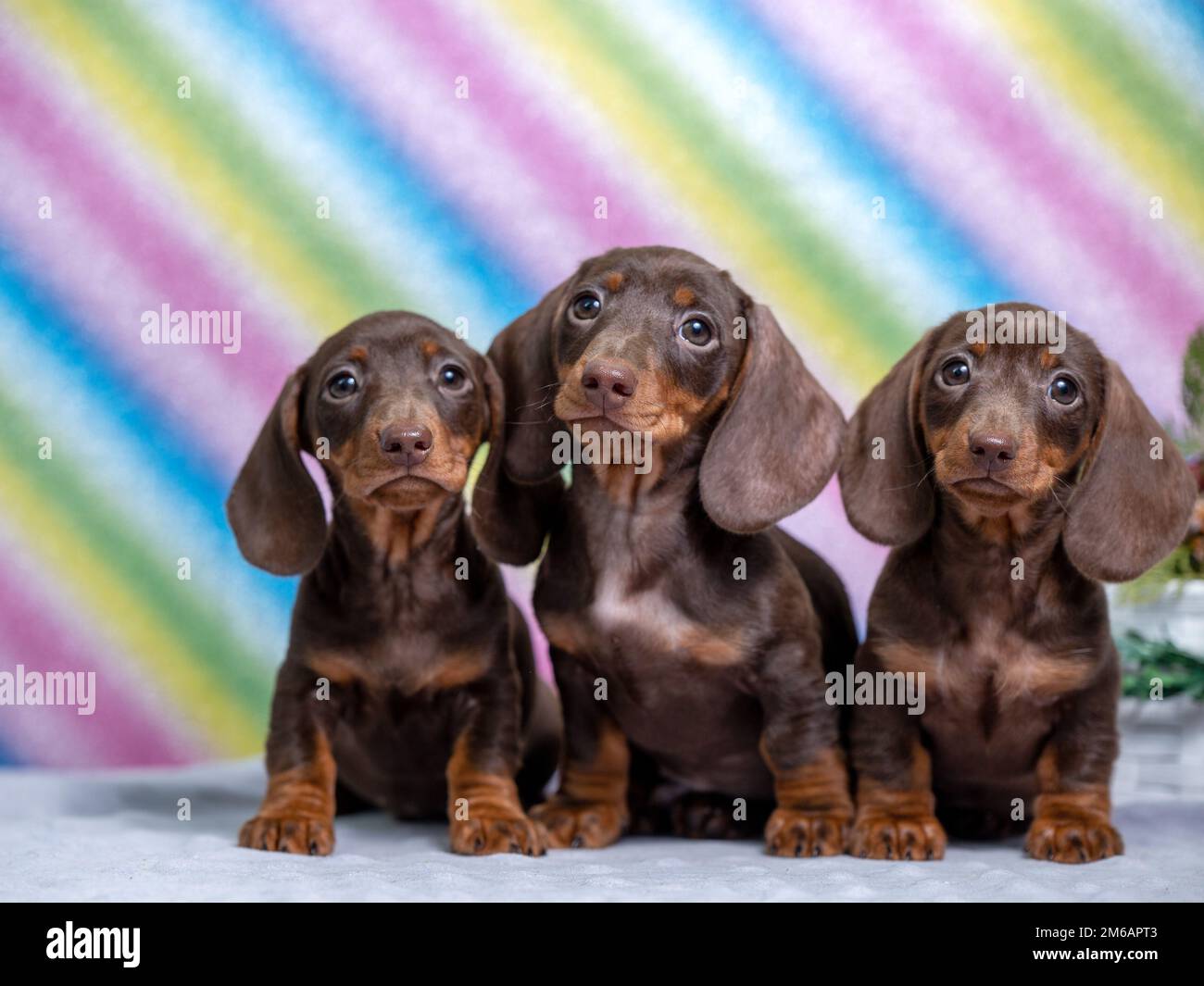 portrait de trois chiots en gros plan de dachshund au chocolat Banque D'Images