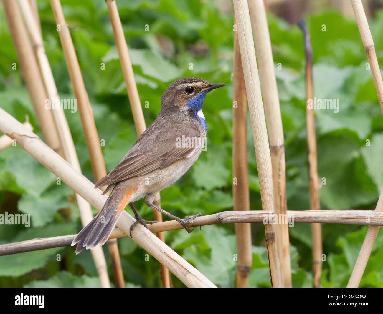Bluethroat mâle assis dans les roseaux. Banque D'Images