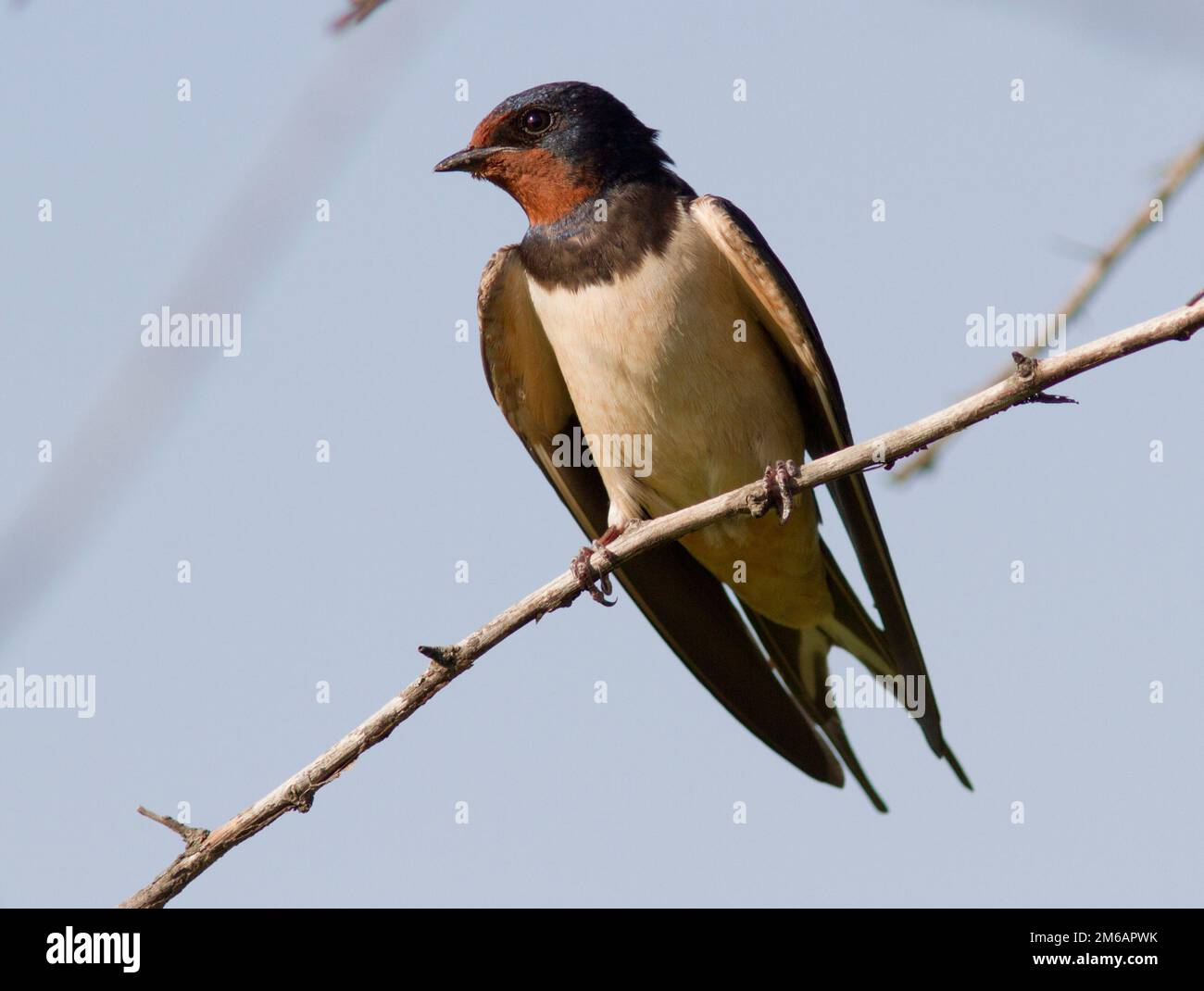 La berge Swallow est assise sur un arbre. Banque D'Images