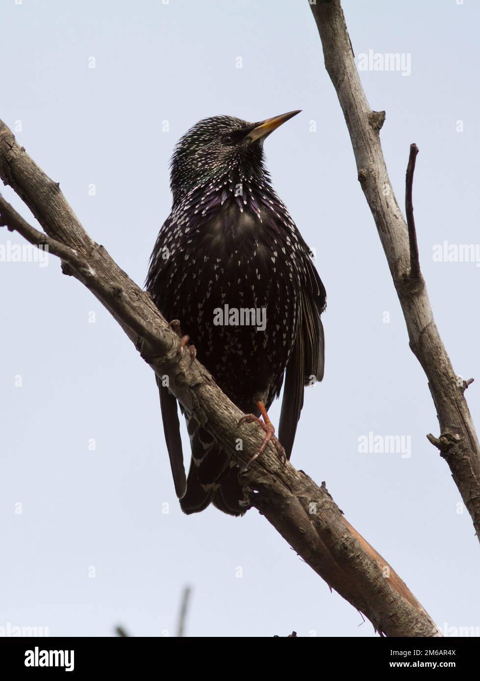 Starling commun assis sur une branche morte. Banque D'Images