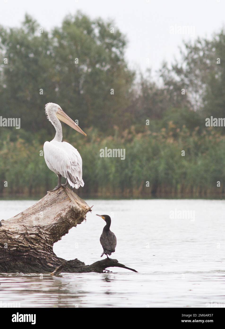 Jeune pélican dalmatien et cormoran assis sur les arbres submergés. Banque D'Images