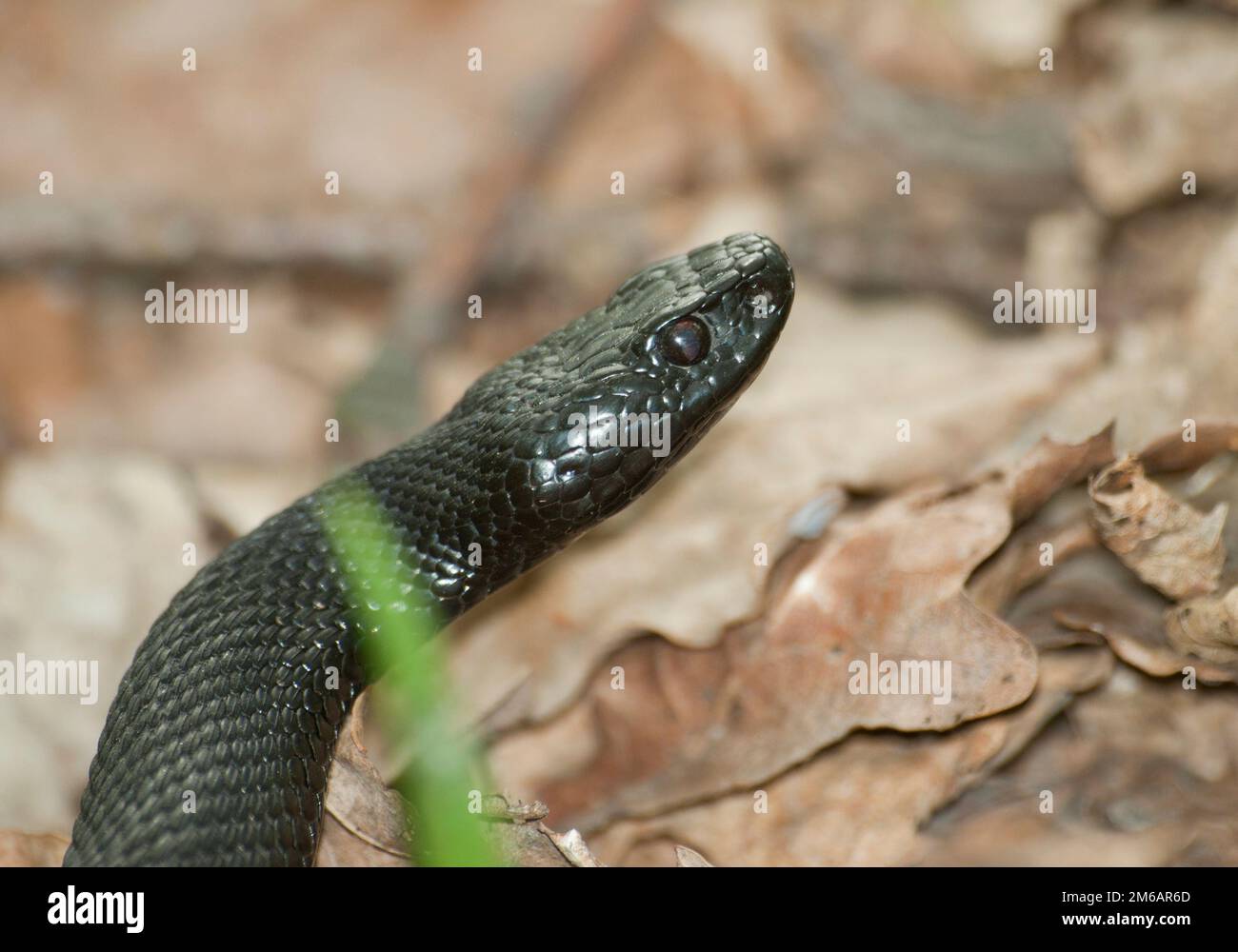 Portrait de Nicholas viper. Banque D'Images