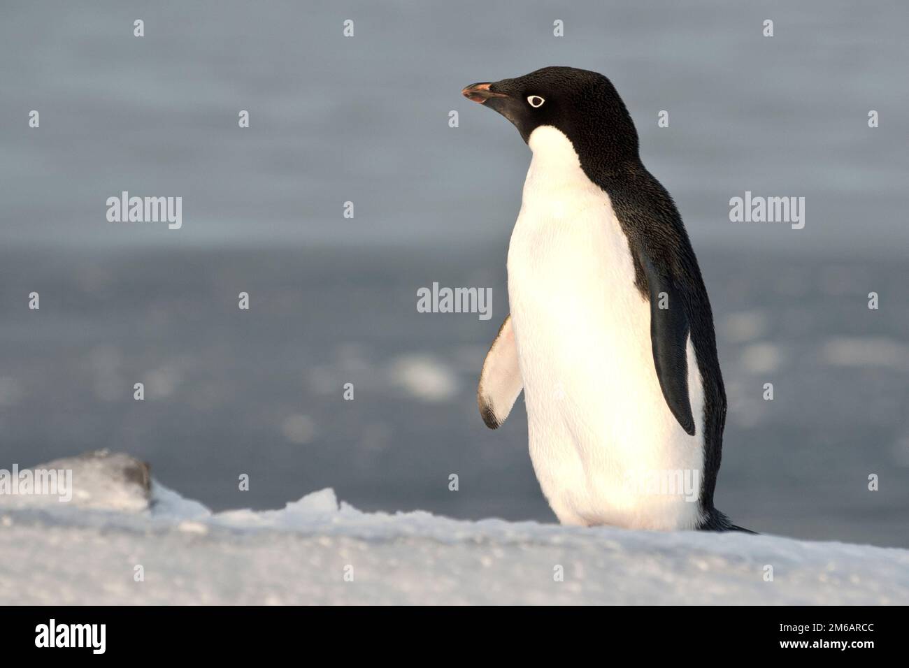 Pingouin d'Adelie debout sur une pente et regardant dans la distance. Banque D'Images