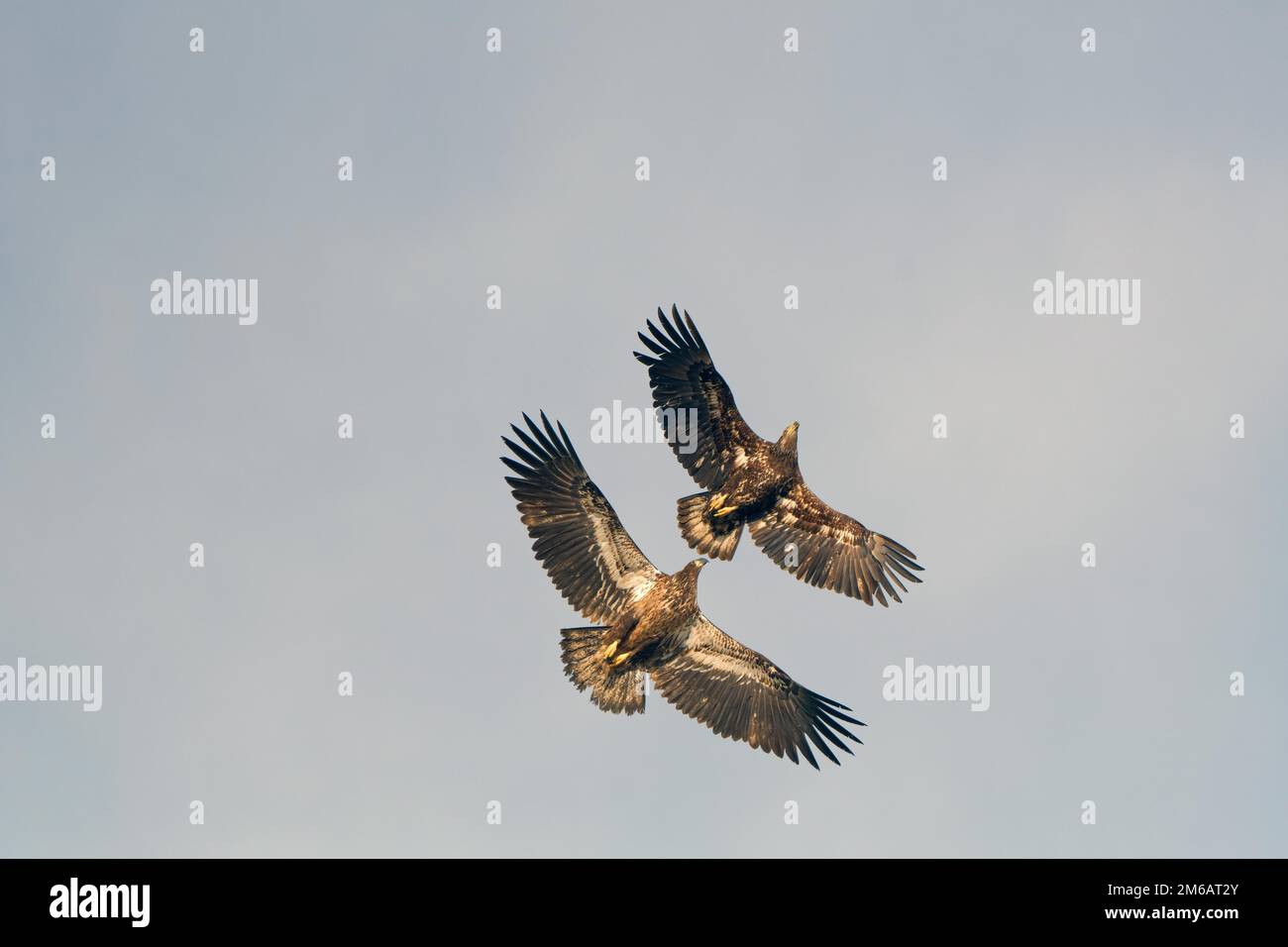 Pygargue à tête blanche juvénile (Haliaeetus leucocephalus) en vol, synchrone, avec ailes étalées, vue du dessous du corps, Yukon, Canada Banque D'Images Pygargue à tête blanche juvénile (Haliaeetus leucocephalus) en vol, synchrone, avec ailes étalées, vue du dessous du corps, Yukon, Canada Banque D'Images